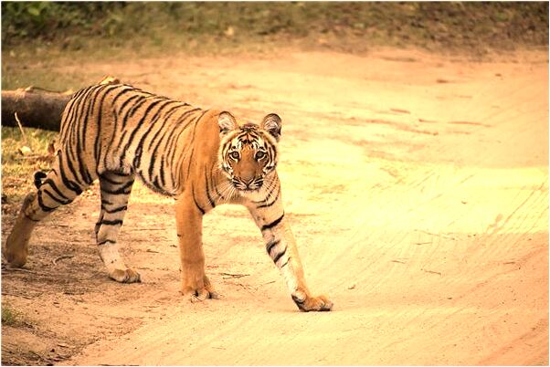 夢到腳踏兩條船翻了預示什麼_周公解夢官網