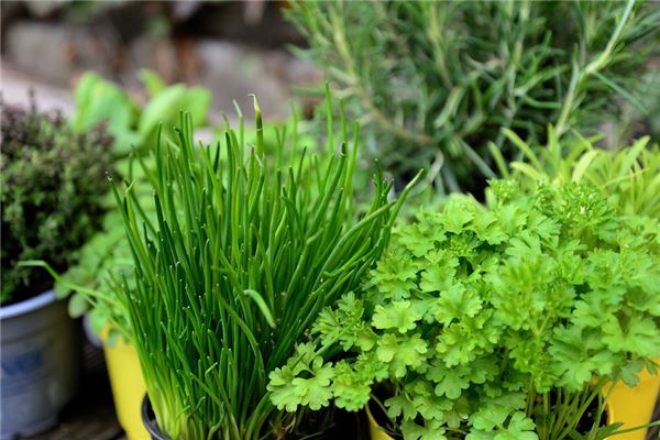 夢見切韭菜是什麼意思_周公解夢