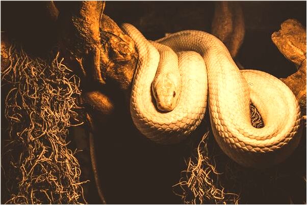 夢到同一個地點有什麼預示嗎_周公解夢官網