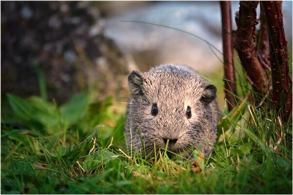 夢見海邊的別墅有什麼意思_周公解夢官網