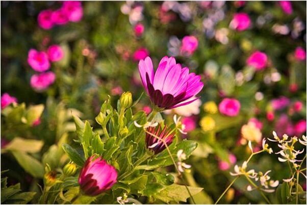 夢見指使別人扔舊衣服是怎么回事_周公解夢官網