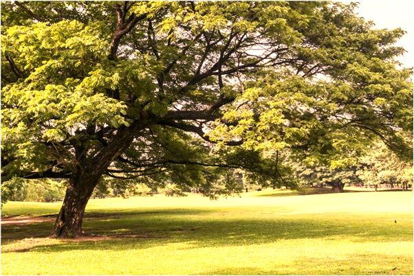 夢見熬奶茶意味著什麼_周公解夢官網
