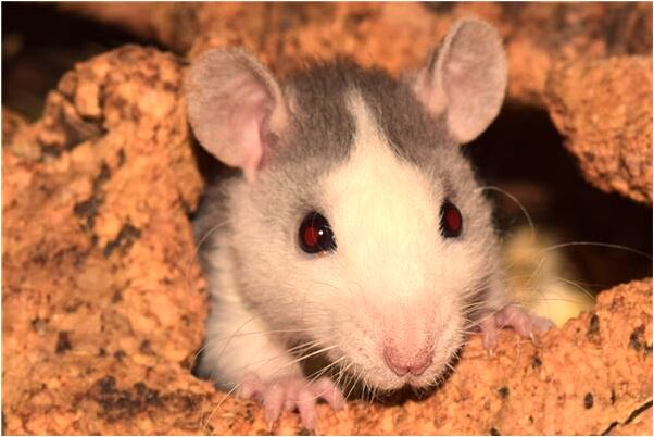 夢見好多好多麻啥意思_周公解夢官網