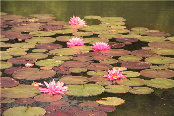 夢到不死的魚是什麼預兆？_周公解夢官網