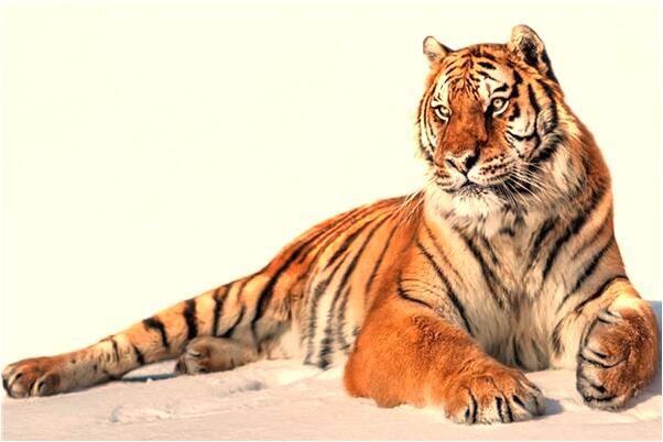 夢見和親兄弟打架是凶兆還是吉兆_周公解夢官網