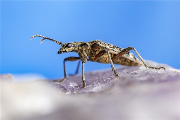 夢見小肉蟲會是什麼預兆_周公解夢