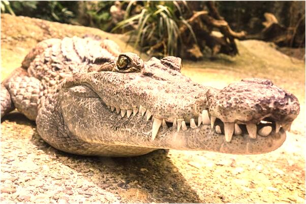 夢到整理行理是什麼徵兆_周公解夢官網