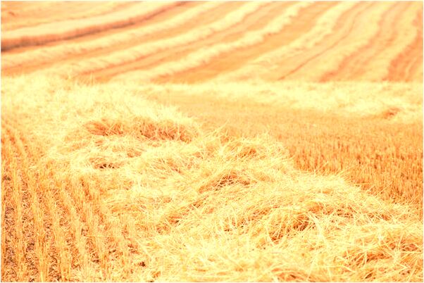 夢到了失去心愛的人是凶兆還是吉兆_周公解夢官網