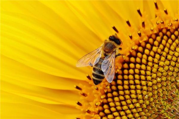 夢見被蜂子蟄了是什麼意思_周公解夢