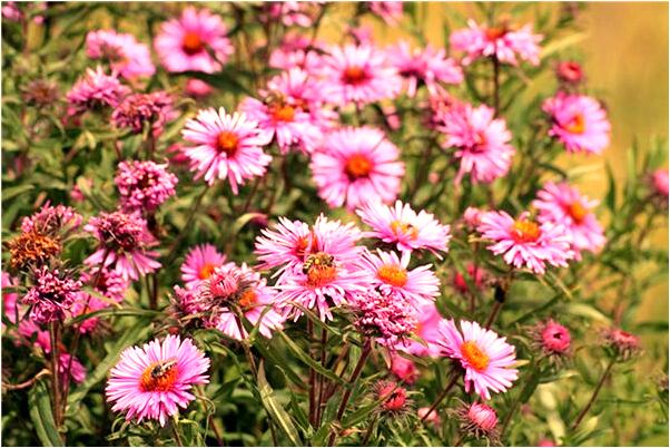 夢見吃死人肉有什麼含義_周公解夢官網