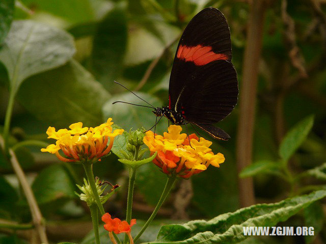 夢見小動物_周公解夢夢到小動物是什麼意思_做夢夢見小動物好不好_周公解夢官網