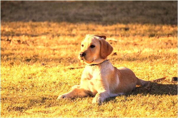 夢見看新房子會怎么樣_周公解夢官網