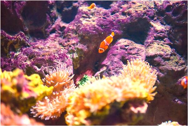 夢到雙魚沒處理好預示什麼_周公解夢官網