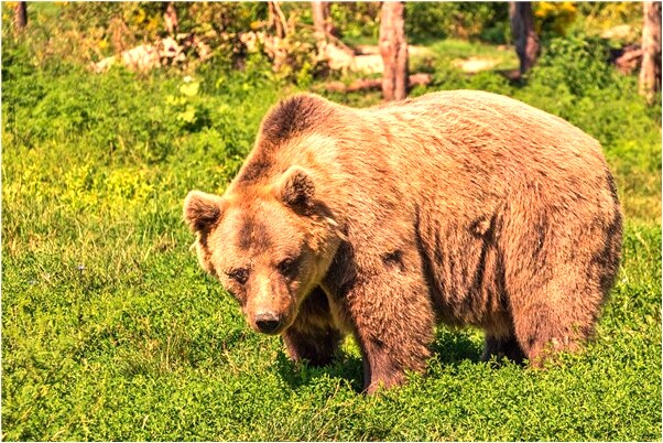 夢見老婆被害無頭是不是好的徵兆呢_周公解夢官網