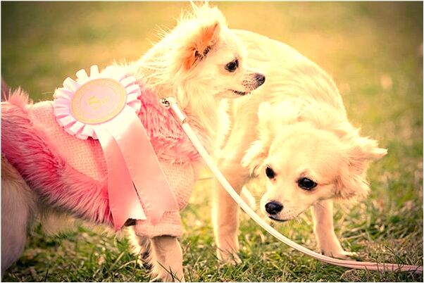 夢到了夢中已故親人哭怎么說_周公解夢官網