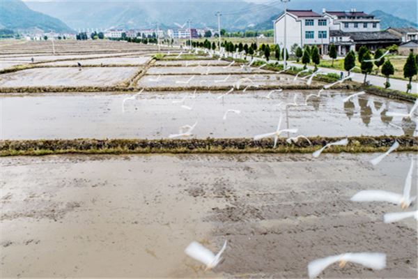 夢見耕田是什麼預兆_周公解夢