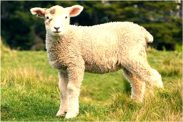 夢到了瀕死搶救好不好_周公解夢官網