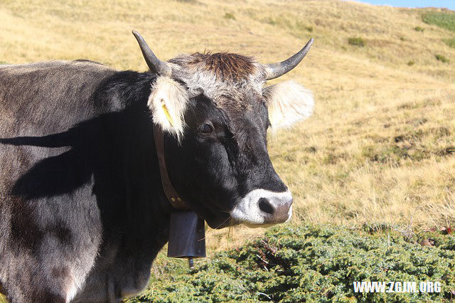 夢見參加喪事_周公解夢夢到參加喪事是什麼意思_做夢夢見參加喪事好不好_周公解夢官網