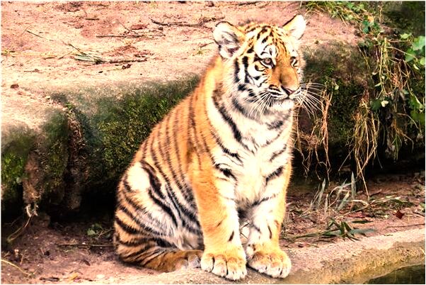 夢見和人表白是好的徵兆嗎_周公解夢官網