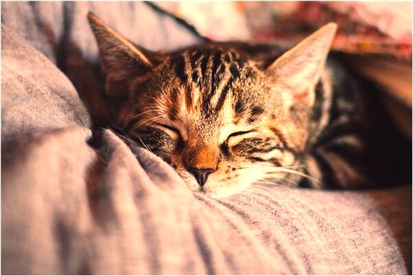 夢見決絕對象預示了什麼_周公解夢官網