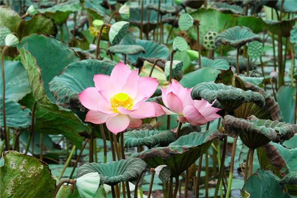 夢到了藕池什麼寓意_周公解夢