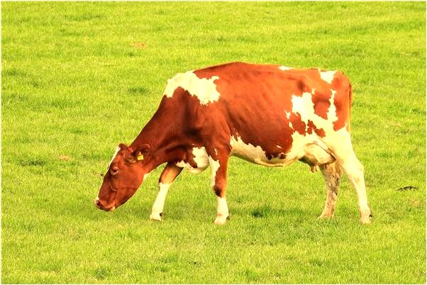 夢到買的新杯子壞了有什麼寓意嗎_周公解夢官網