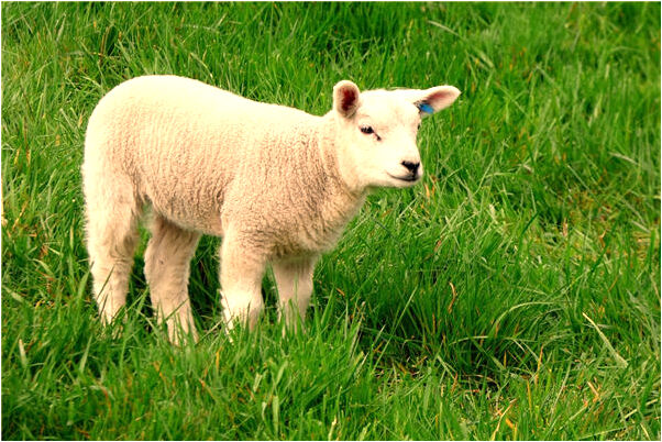 夢見換電線有什麼預兆_周公解夢官網