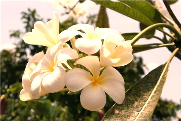 夢到自己搬遷辦公室是好的徵兆嗎_周公解夢官網