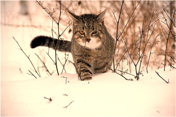 夢到暗戀的人問我是不是喜歡他怎么說_周公解夢官網