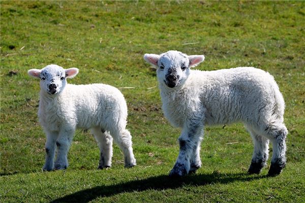 夢到了羔羊有什麼意思嗎_周公解夢