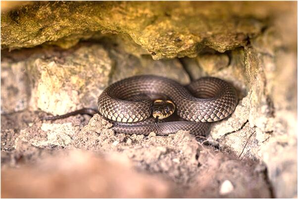 夢見右膝蓋受傷流血代表什麼_周公解夢官網