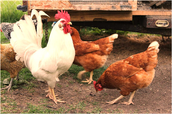 夢見家鄉一群蛇被別人打死有什麼徵兆_周公解夢官網