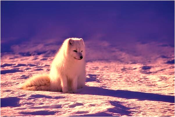 夢見開車上坡上不去意味著什麼_周公解夢官網
