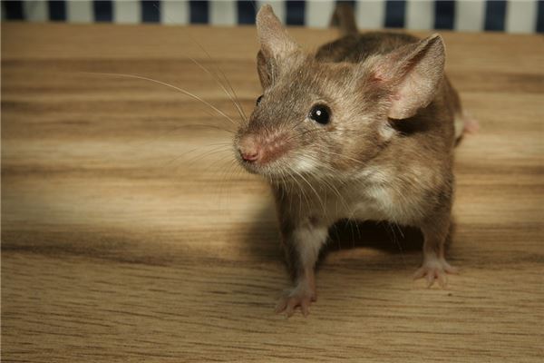 夢見一堆老鼠_周公解夢