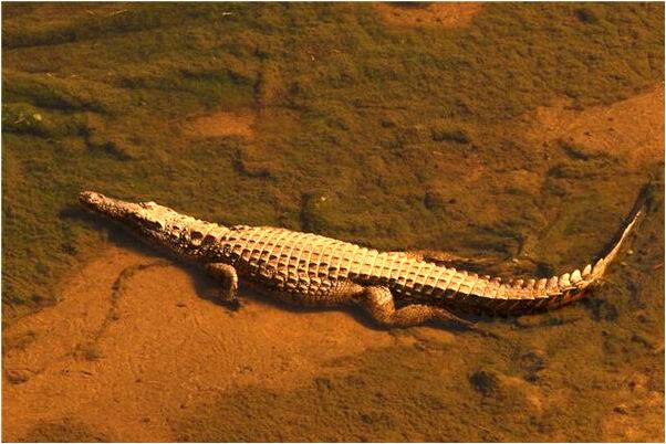 夢到了雪中有蛇怎么回事_周公解夢官網