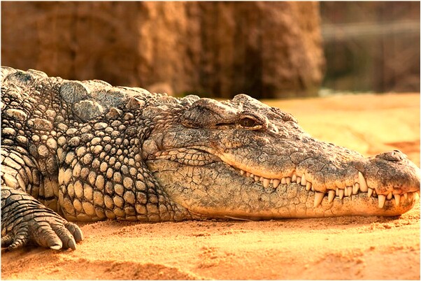 夢到了自已走進大谷堆里會是什麼預兆_周公解夢官網