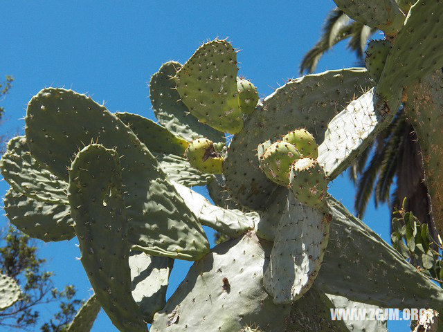 夢見蛇變龍_周公解夢夢到蛇變龍是什麼意思_做夢夢見蛇變龍好不好_周公解夢官網