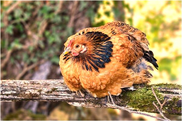 夢到了捉魚有放生是什麼意思？_周公解夢官網