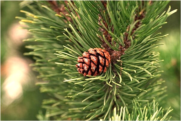 夢到出現兩個一摸一樣的人意味什麼_周公解夢官網