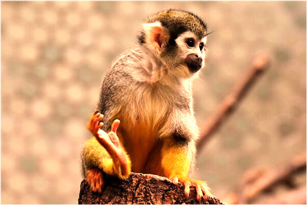 夢見吃魚刺上的肉意味著什麼_周公解夢官網