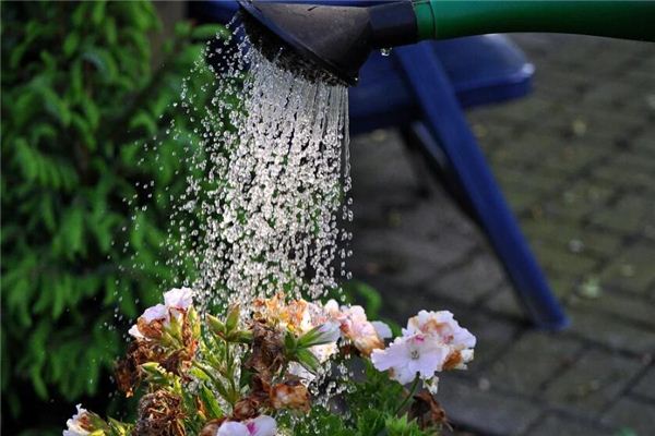 夢見澆花是什麼意思_周公解夢