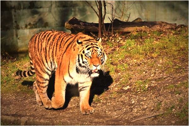夢到山水風景意味著什麼_周公解夢官網