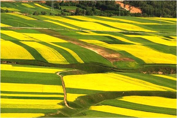 夢見黑狗咬肚子是什麼啟示_周公解夢官網