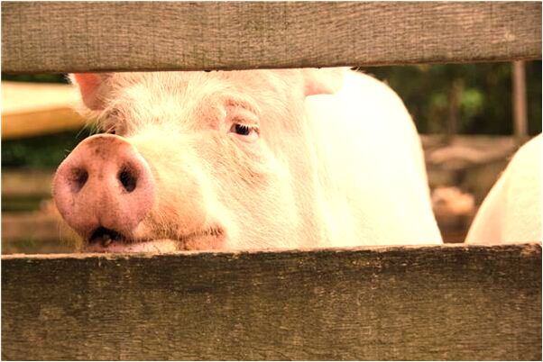 夢到了屋頂砸到岳父有什麼說法_周公解夢官網