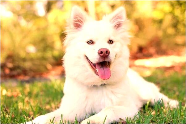 夢到了蜈蚣和大白蛇是什麼徵兆_周公解夢官網