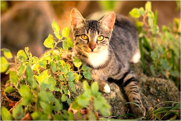 夢見小衣服意味什麼_周公解夢官網