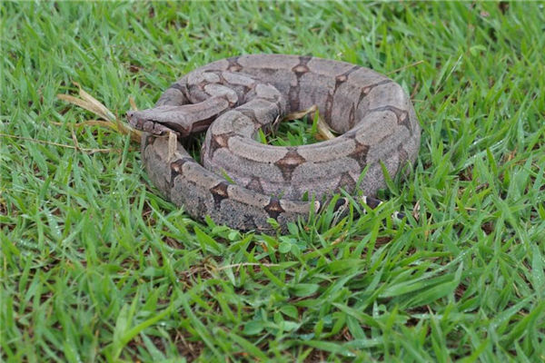 做夢夢到很多蛇_周公解夢