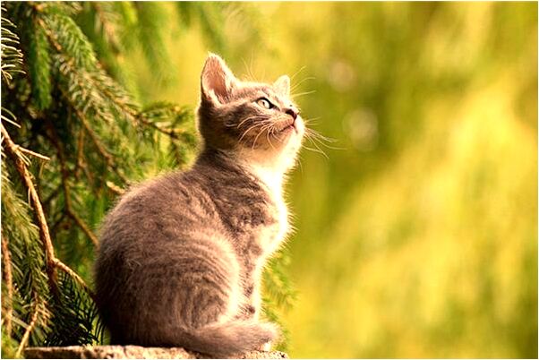 夢到了與男友形同陌路好不好_周公解夢官網