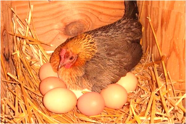 夢到自己飛代表預示了什麼_周公解夢官網