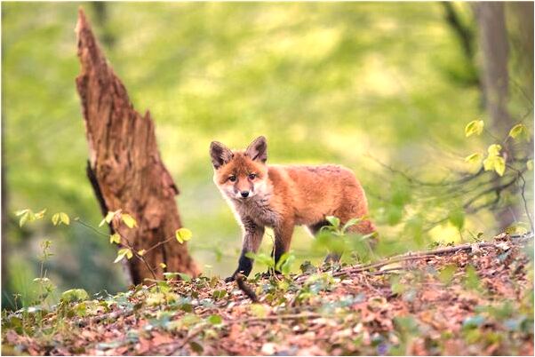 夢到結婚新娘突然不嫁意味著什麼_周公解夢官網